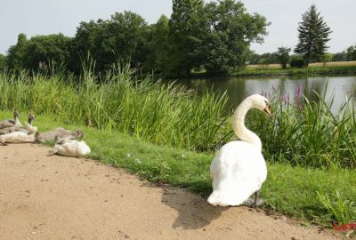 Der Schwan